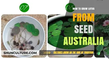 Growing Lotus from Seeds in Australia: A Step-by-Step Guide