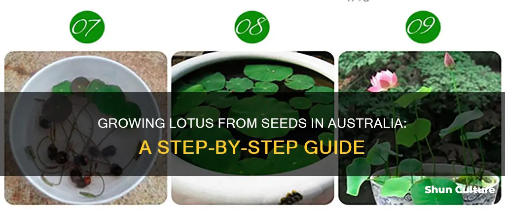 how to grow lotus from seed australia