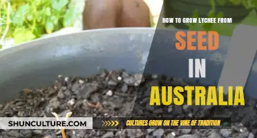Growing Lychee Trees from Seeds in Australia