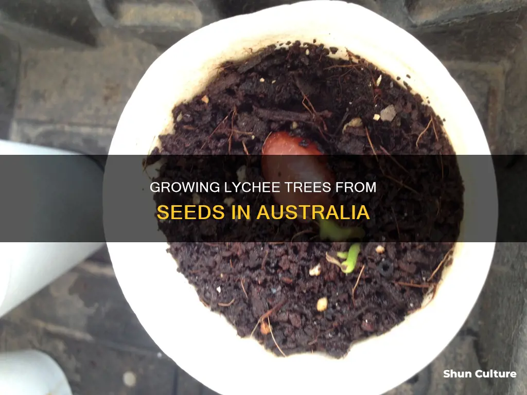 how to grow lychee from seed in australia