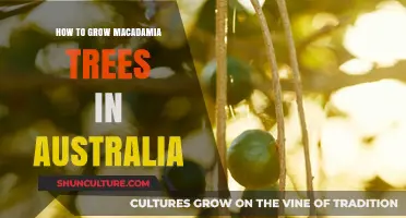 Growing Macadamia Trees: An Australian Guide