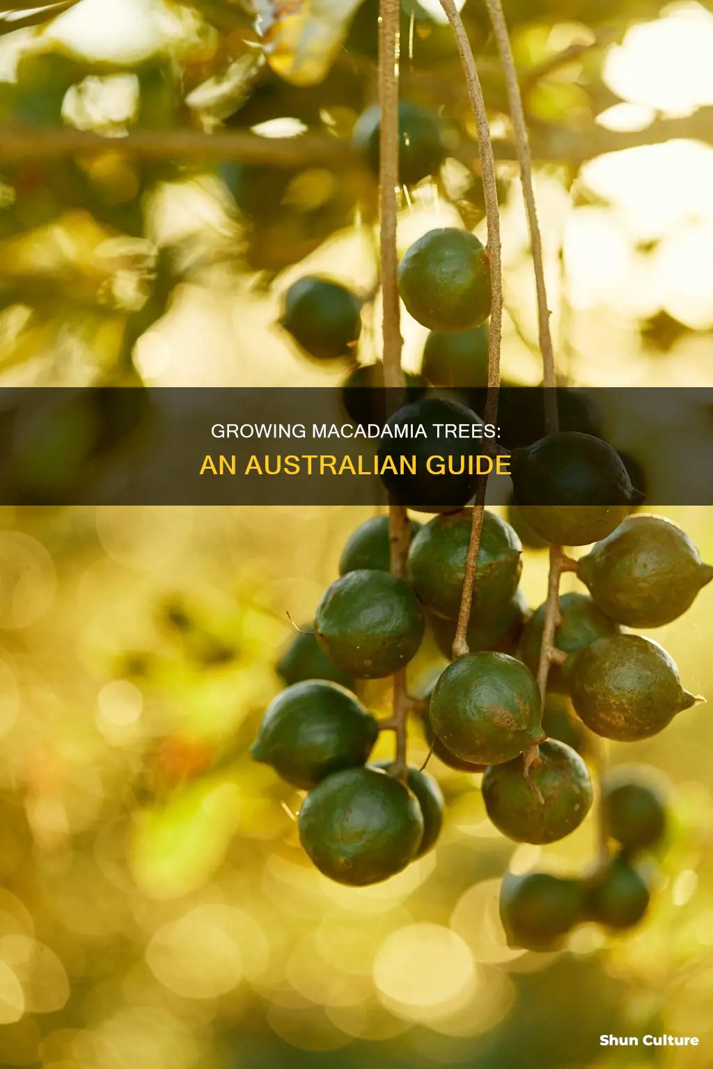 how to grow macadamia trees in australia