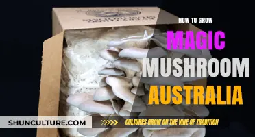Growing Magic Mushrooms in Australia: A Step-by-Step Guide