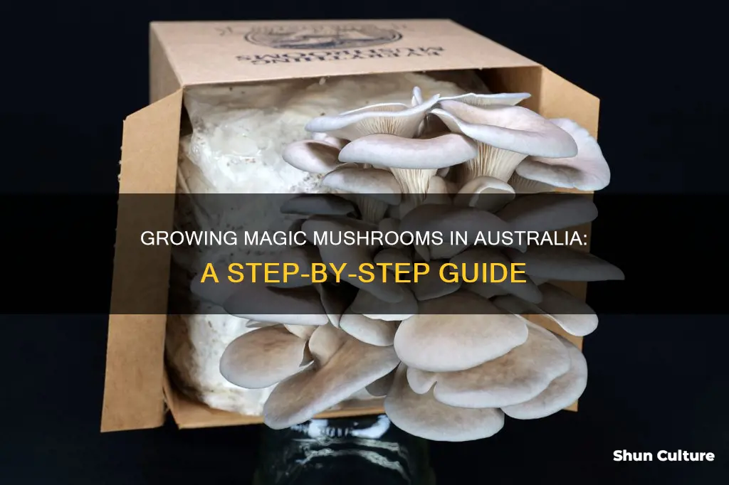 how to grow magic mushrooms australia