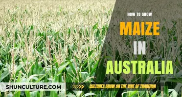 Maize Cultivation Guide for Australian Farmers