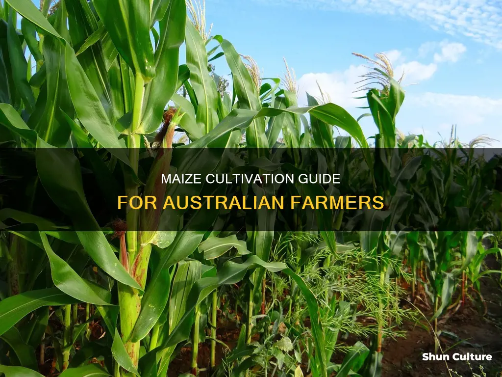 how to grow maize in australia