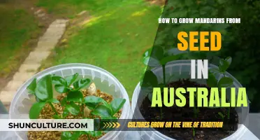 Growing Mandarins from Seeds: An Australian Guide