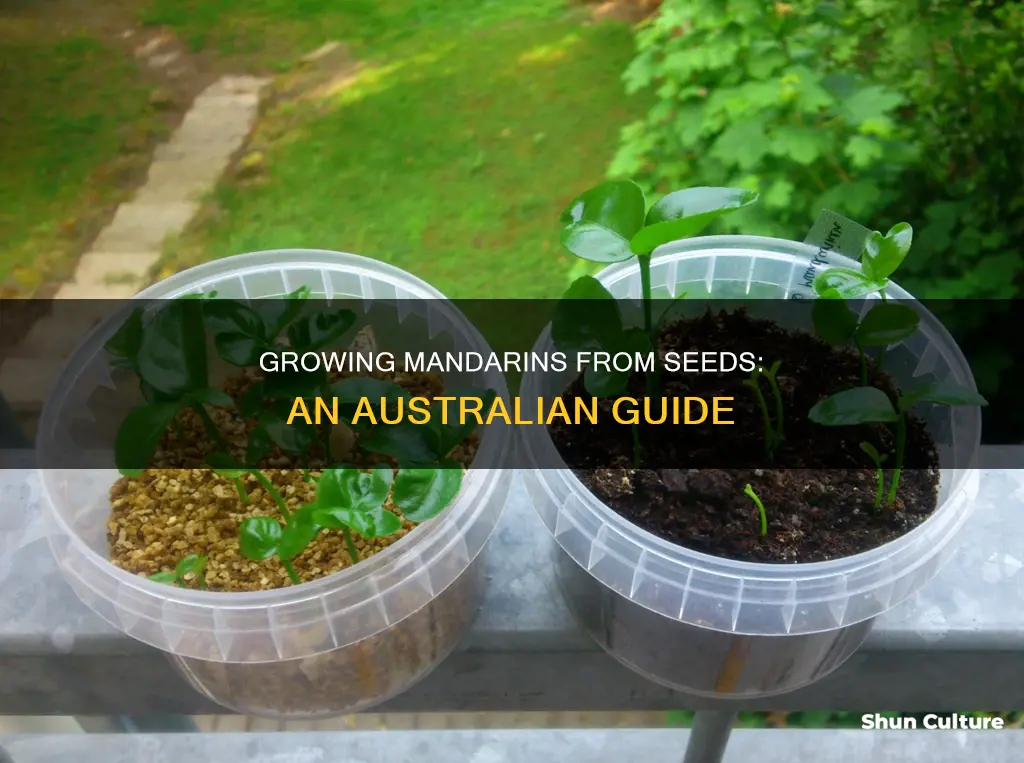 how to grow mandarins from seed in australia