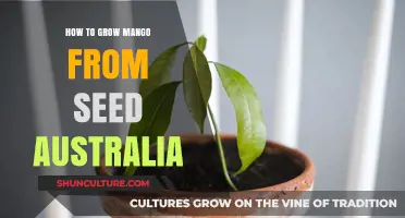 Grow Your Own Mango Tree from Seed in Australia