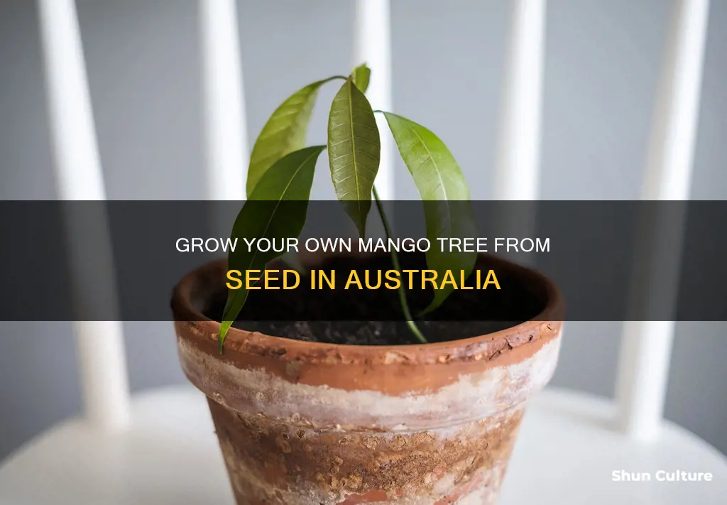 how to grow mango from seed australia