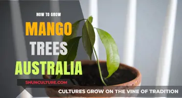 Grow Your Own Mango Tree: A Guide for Australians