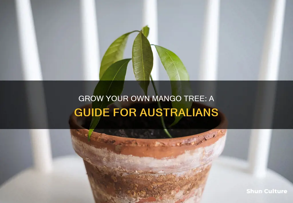 how to grow mango trees australia
