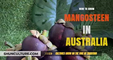 Cultivating Mangosteen in Australia: A Comprehensive Guide