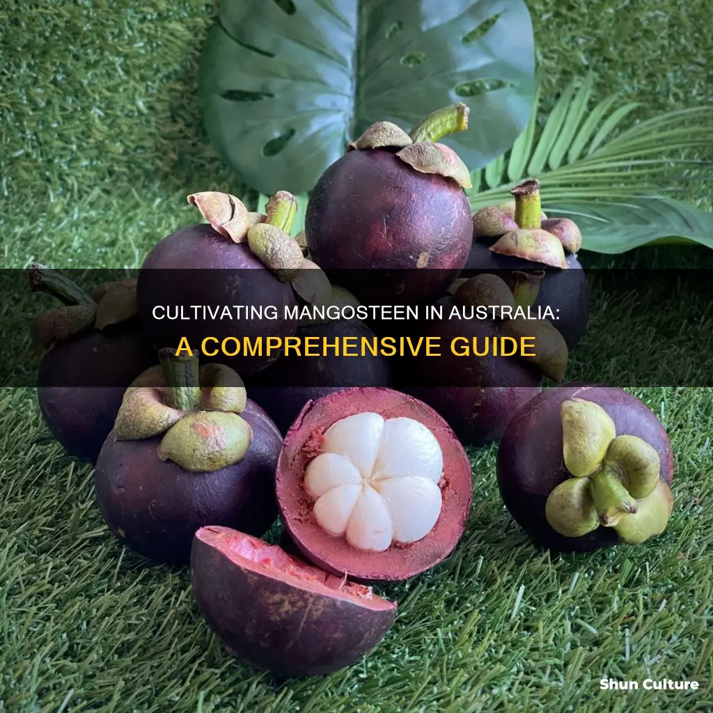 how to grow mangosteen in australia