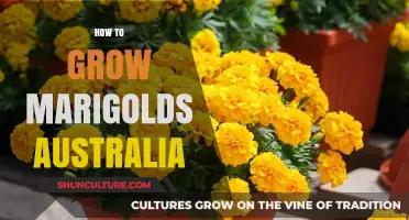 Growing Marigolds in Australia: A Simple Guide