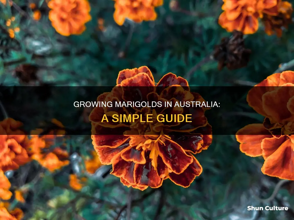 how to grow marigolds australia