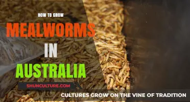 Growing Mealworms: An Australian Guide