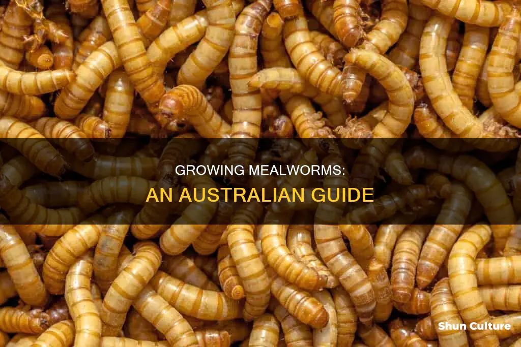 how to grow mealworms in australia