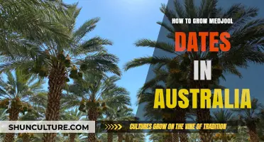 Growing Medjool Dates in Australia: A Comprehensive Guide