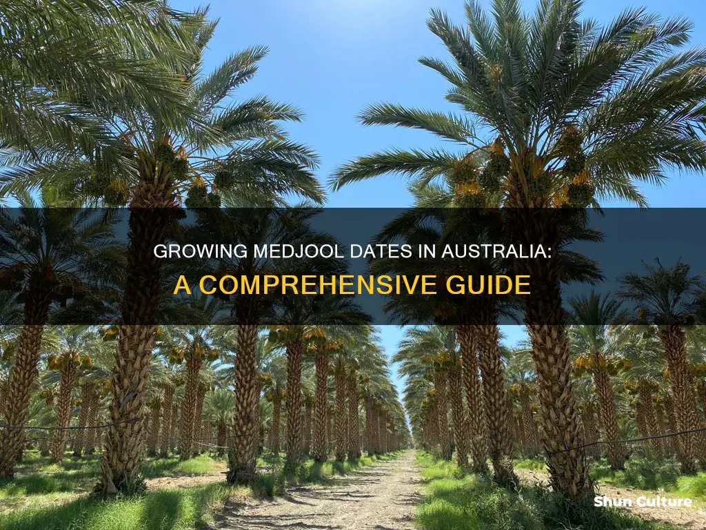 how to grow medjool dates in australia