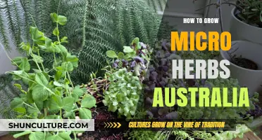 Growing Micro Herbs: An Australian Guide to Tiny, Tasty Treats