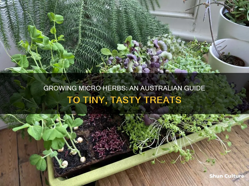 how to grow micro herbs australia
