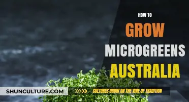 Growing Microgreens in Australia: A Step-by-Step Guide