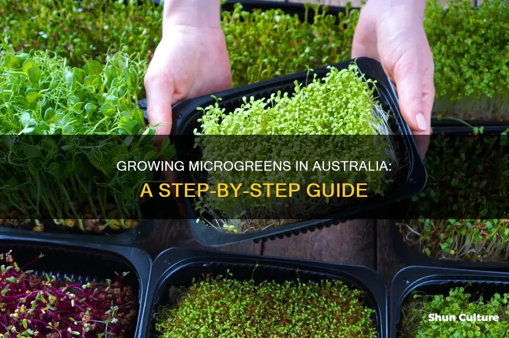 how to grow microgreens australia