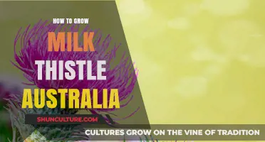 Milk Thistle Cultivation Guide for Australian Growers