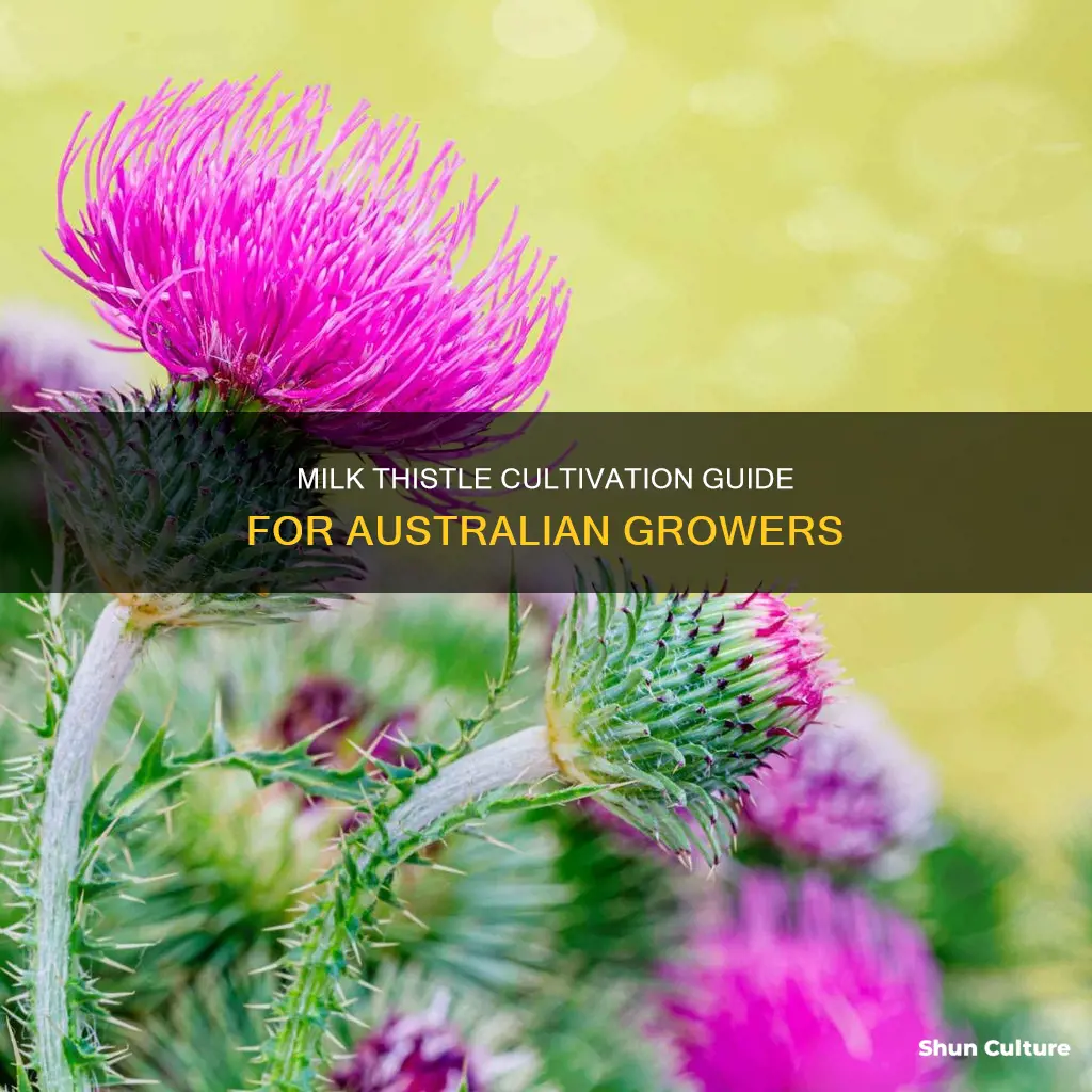 how to grow milk thistle australia