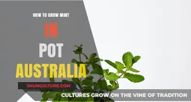 Growing Mint in Australia: A Guide to Container Gardening