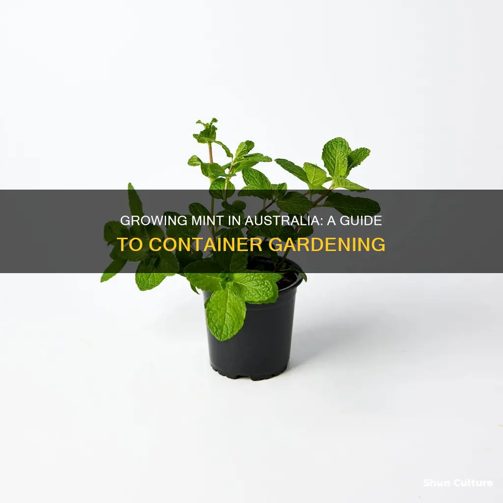 how to grow mint in pot australia