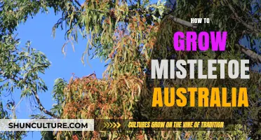 Grow Your Own Mistletoe: An Australian Guide