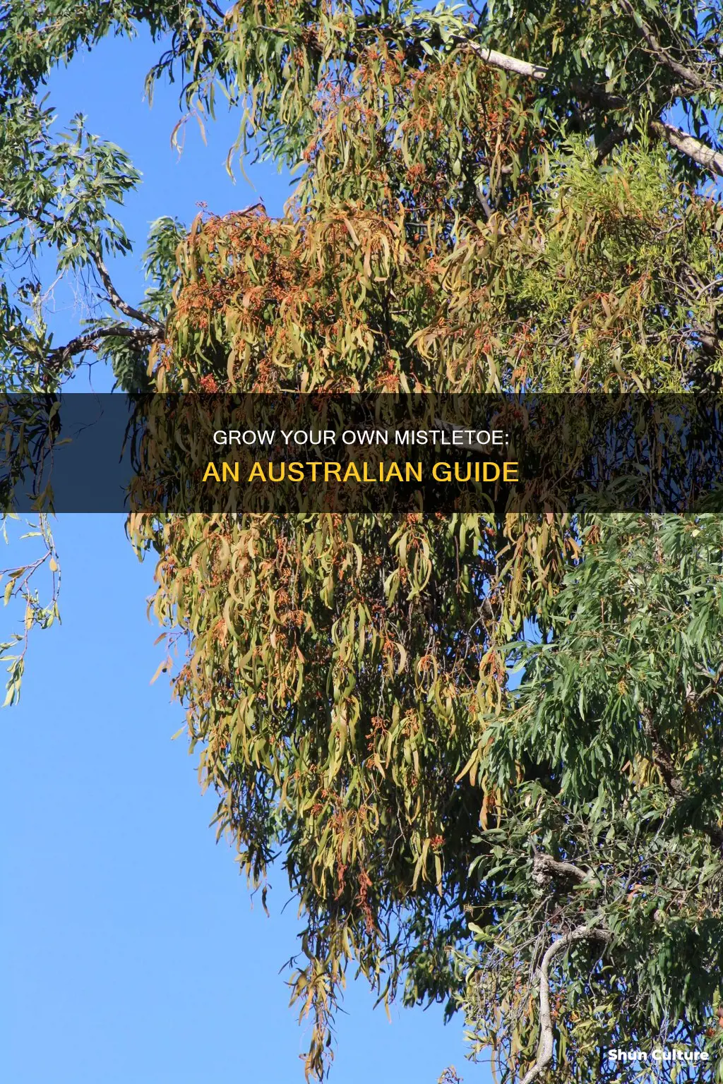 how to grow mistletoe australia