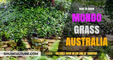 The Ultimate Guide to Growing Mondo Grass in Australia