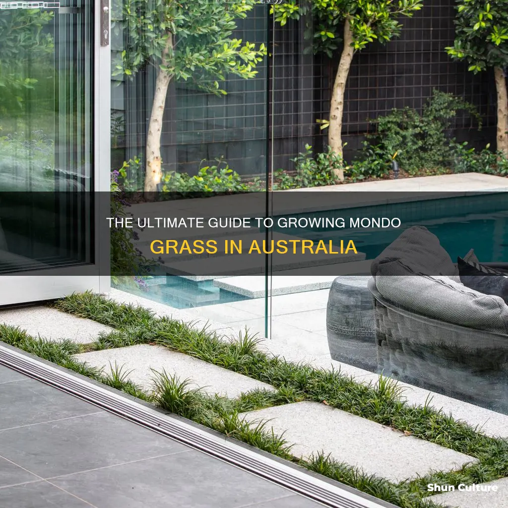 how to grow mondo grass australia