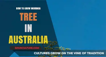 Grow Moringa Trees in Australia: A Step-by-Step Guide