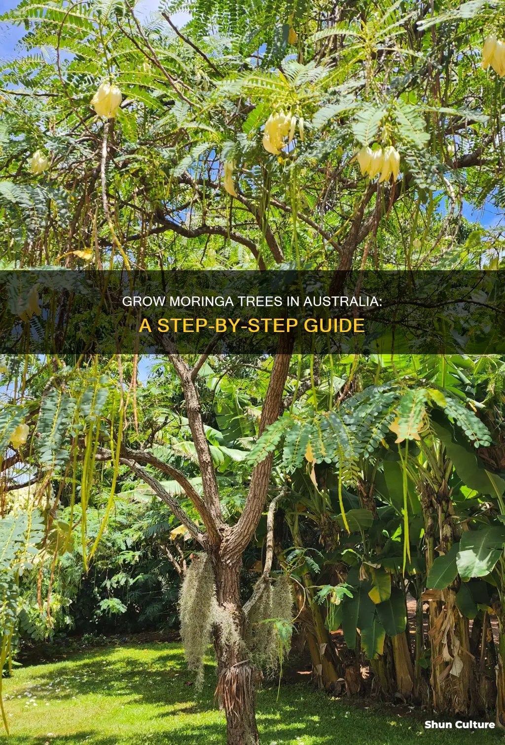 how to grow moringa tree in australia