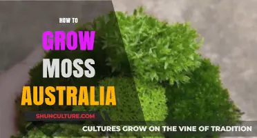 Growing Moss in Australia: A Comprehensive Guide