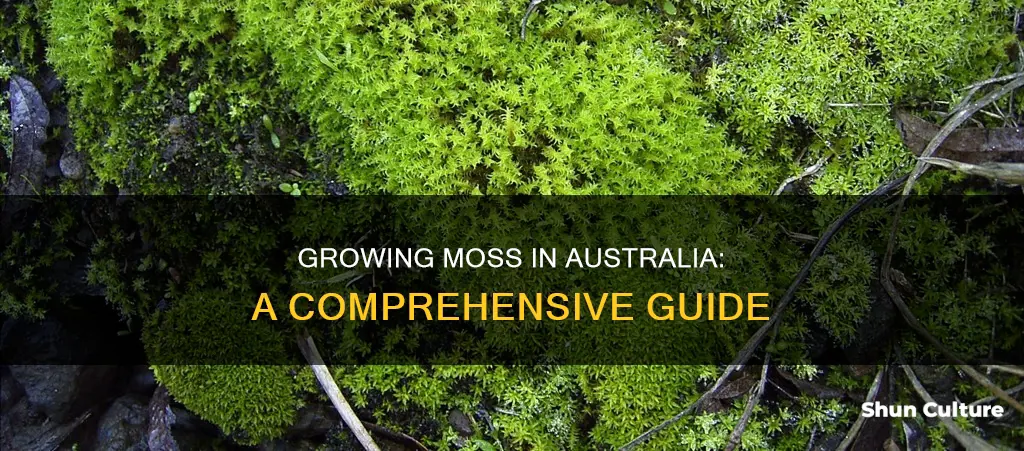 how to grow moss australia