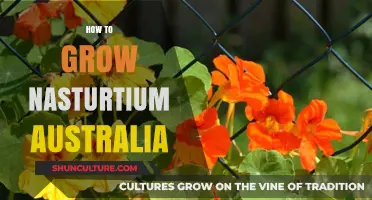 Growing Nasturtiums in Australia: A Comprehensive Guide