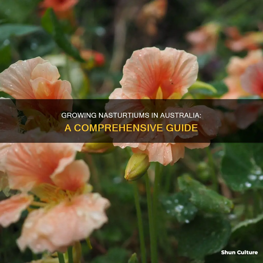 how to grow nasturtium australia