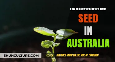 Growing Nectarine Trees from Seeds in Australia
