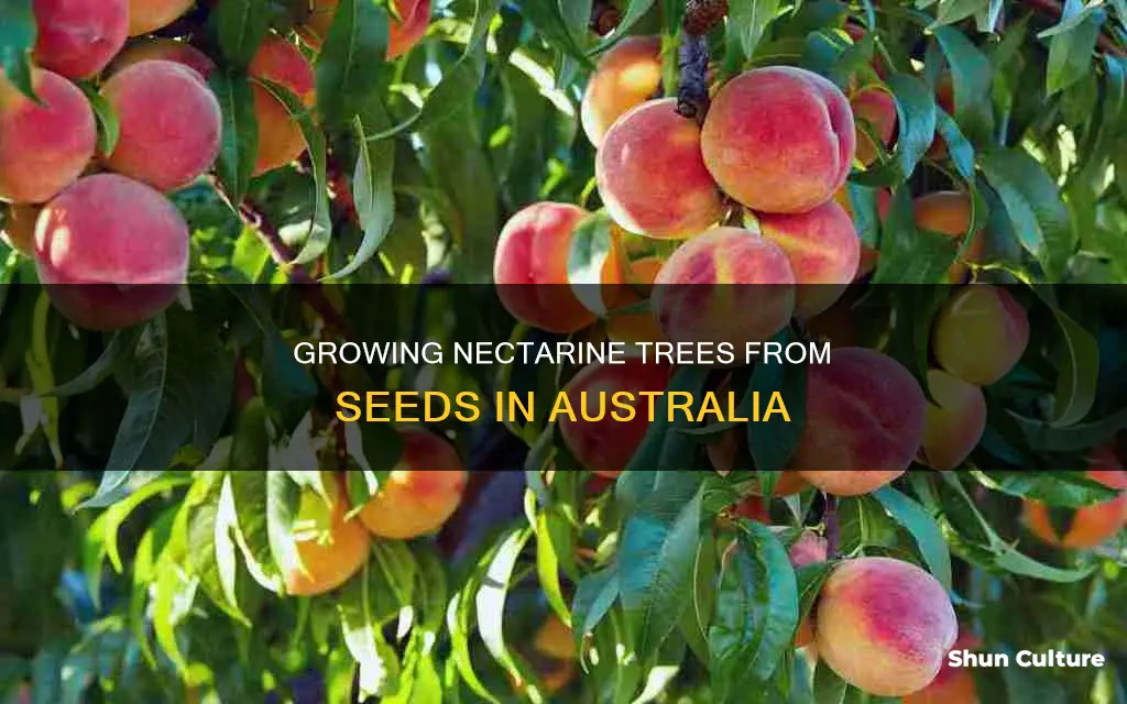 how to grow nectarines from seed in australia