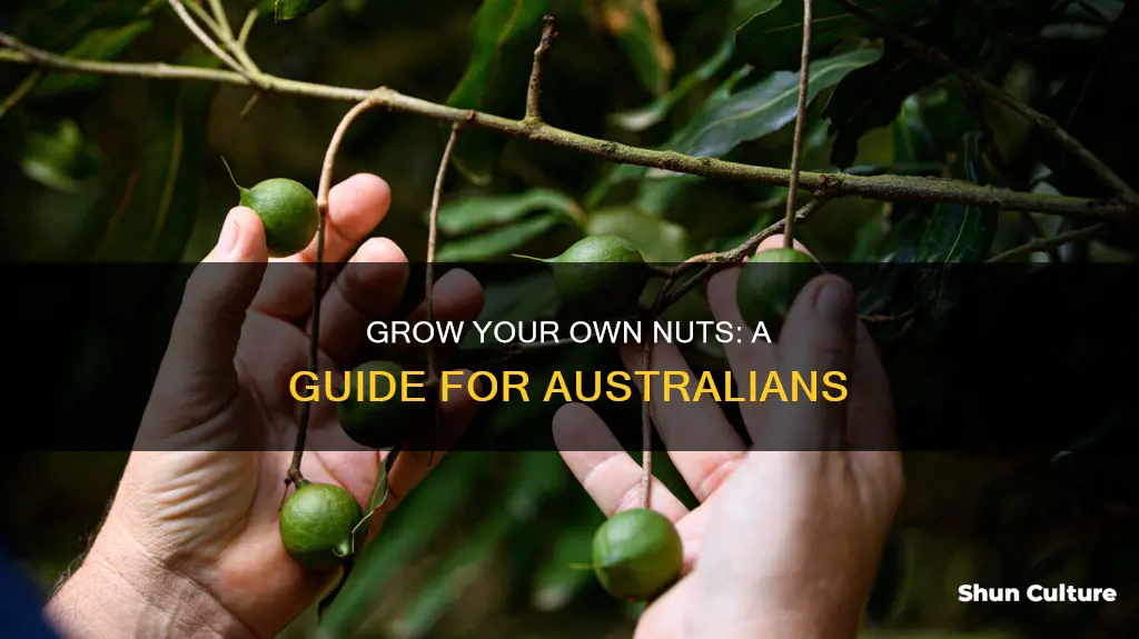 how to grow nuts in australia