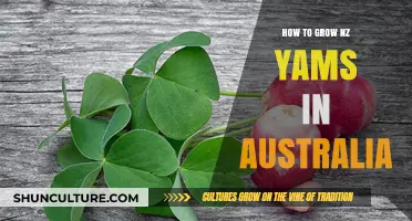 Growing NZ Yams in Australia: A Step-by-Step Guide