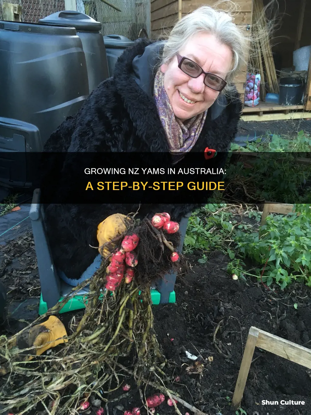 how to grow nz yams in australia