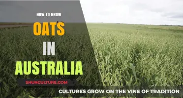 Growing Oats in Australia: A Step-by-Step Guide