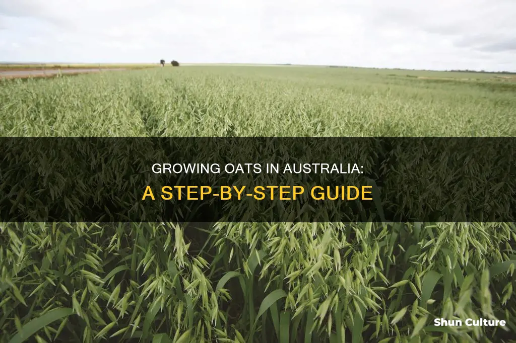 how to grow oats in australia