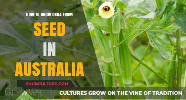 Okra Gardening in Australia: Sowing Seeds for Success